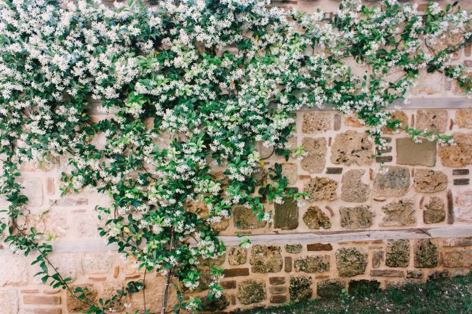 Jasminum polyanthum