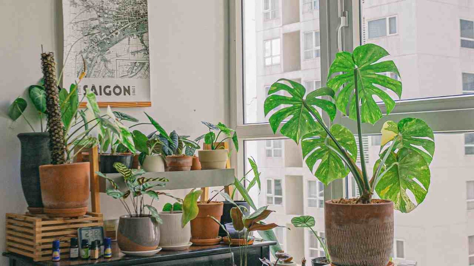 plantas aesthetic