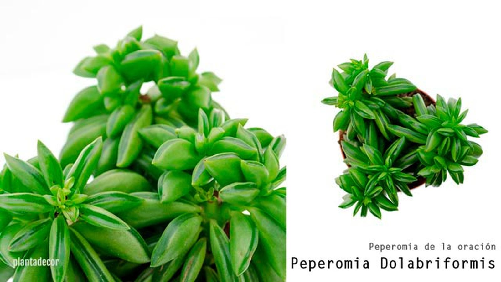 peperomia dolabriformis plantadecor peperomia dolabriformis plantadecor