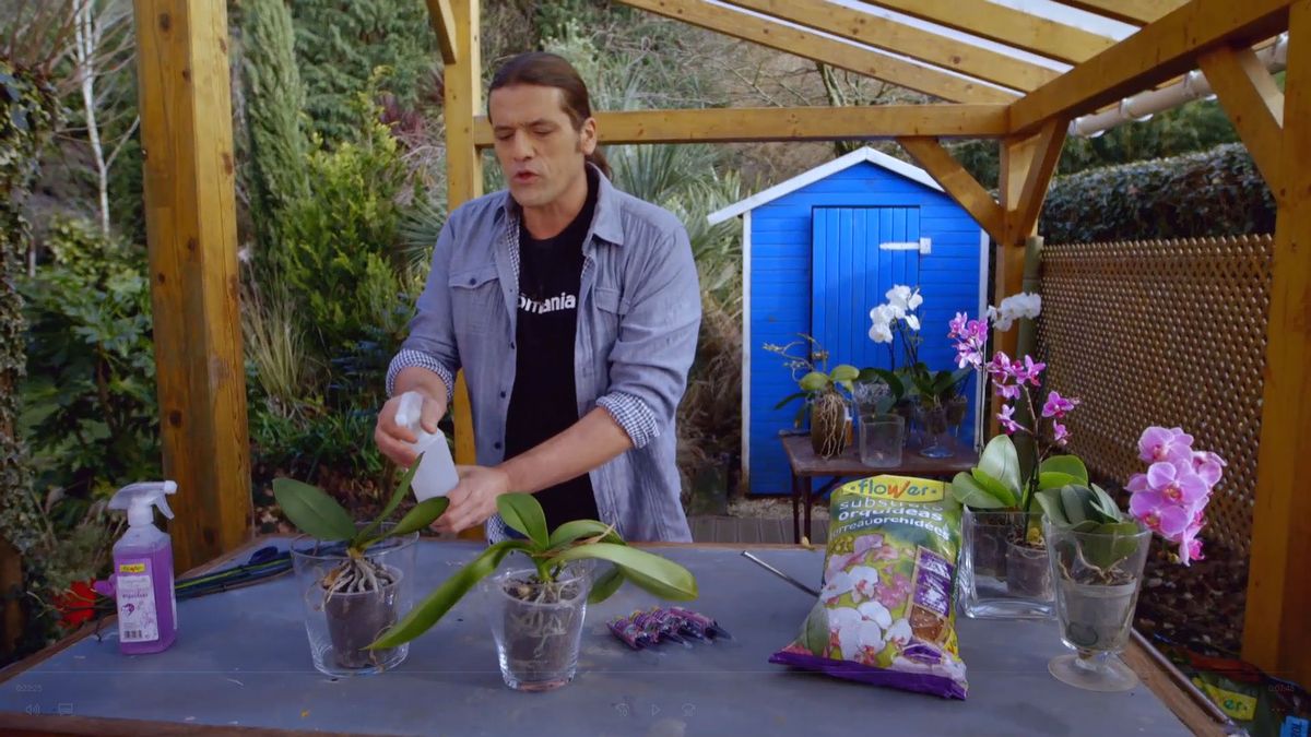 brico 0900 3 como recuperar orquidea paso 3