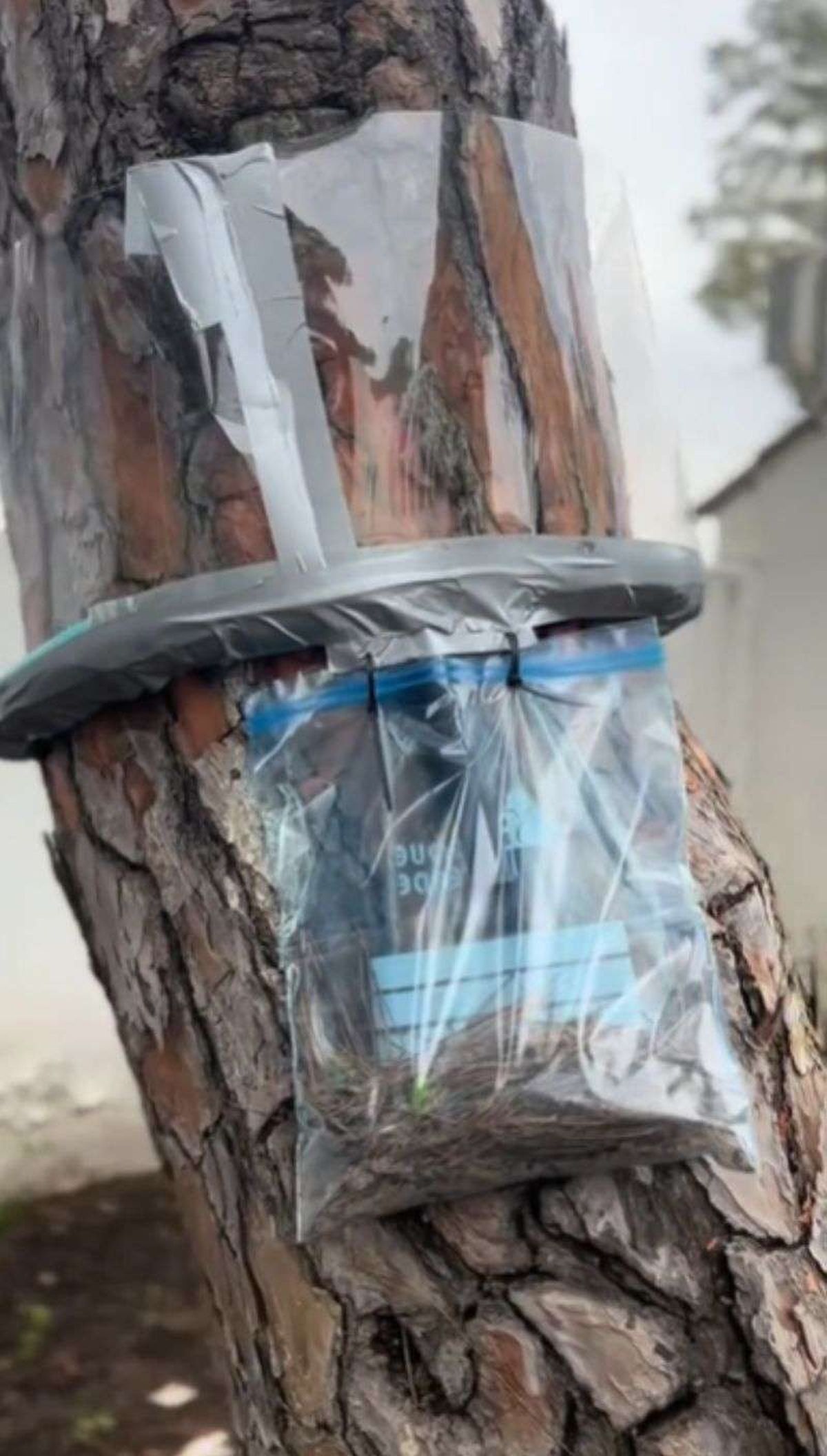 trampa contra la procesionaria