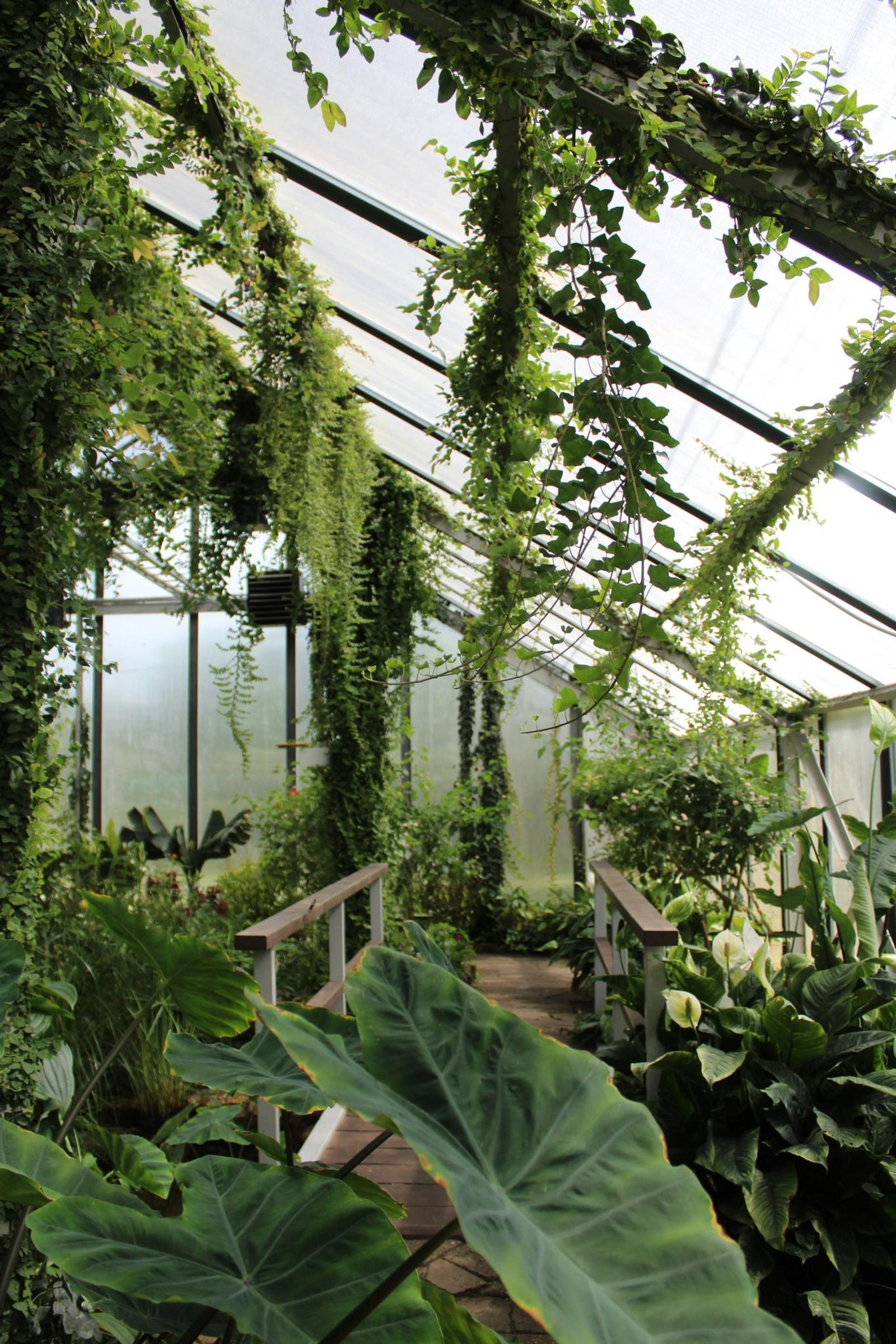 Invernadero con diferentes especies de plantas.