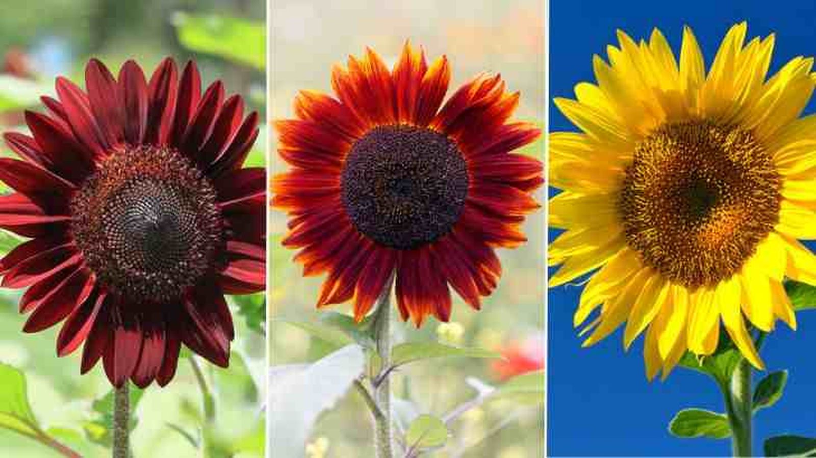 tipos de girasol tipos de girasol