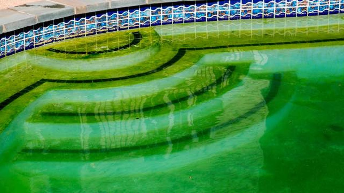 como quitar las algas de la piscina 3