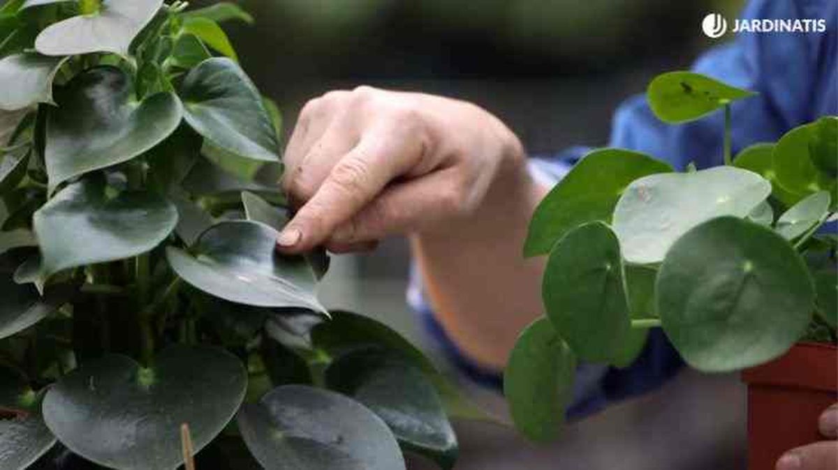 Peperomia polybotrya pilea peperomioides