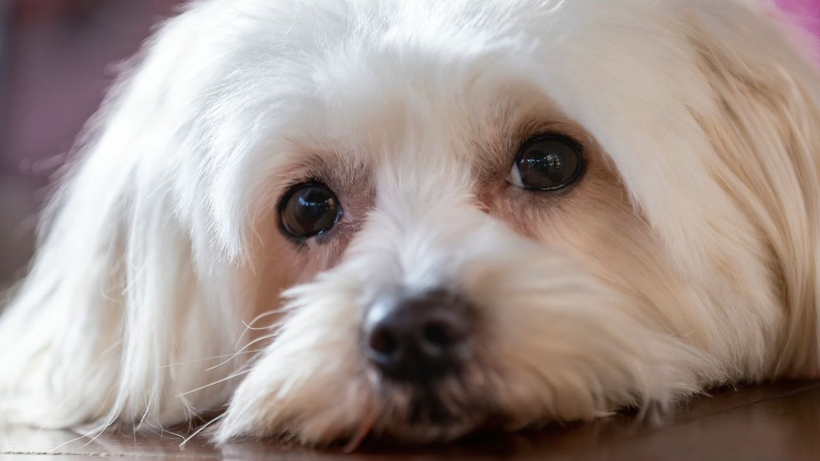 bichon maltes