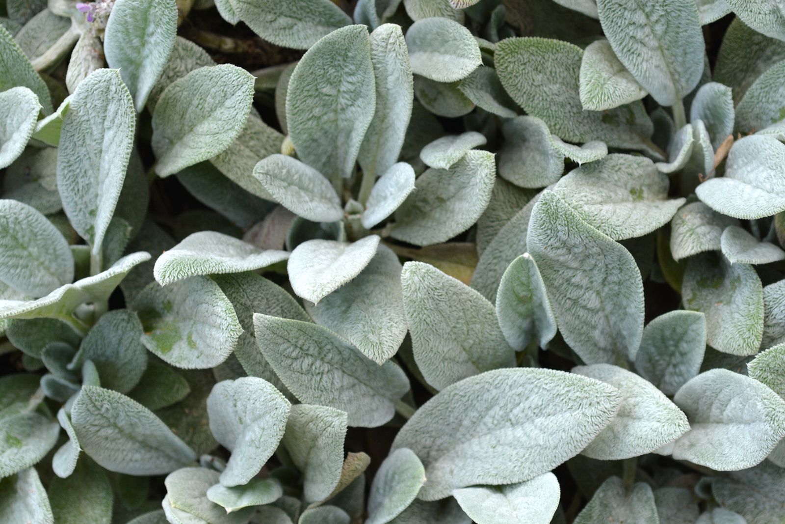 arriete stachys byzantina arriete stachys byzantina