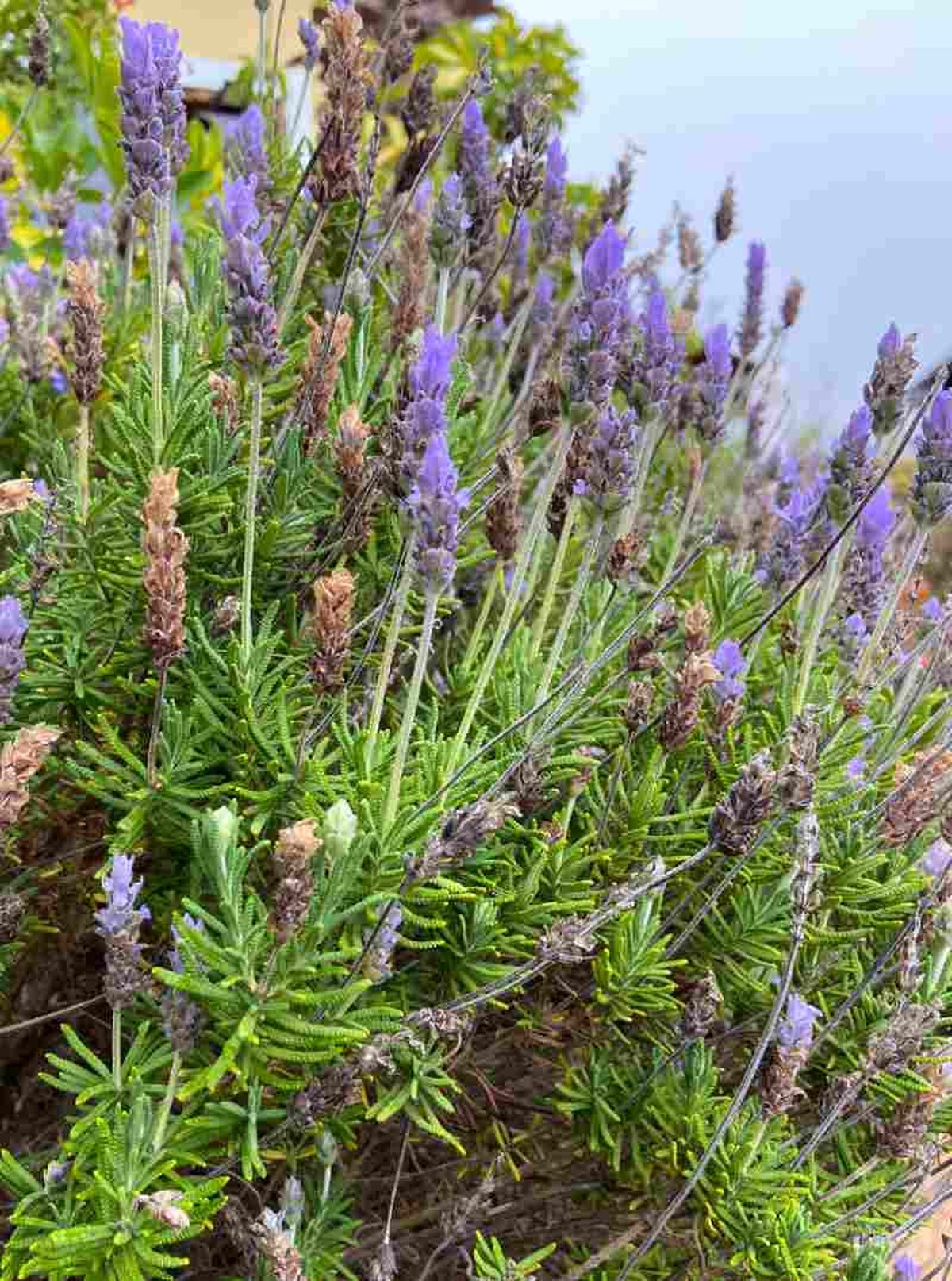 Lavandula angustifolia.