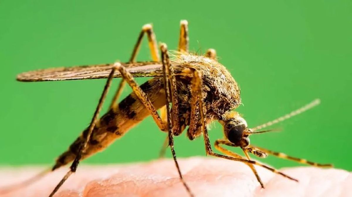 leishmaniosis canina 4