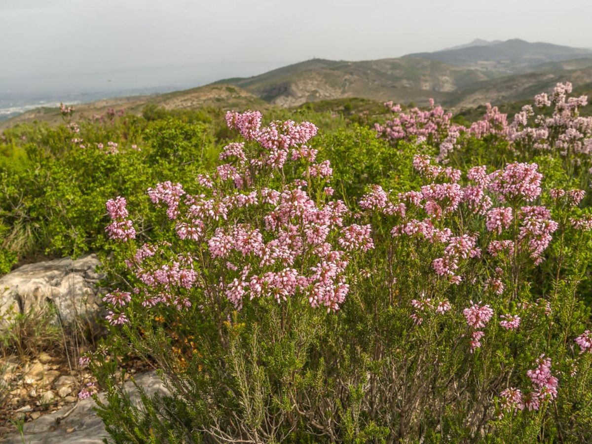 La Erica multiflora apenas suele superar el metro de altura.