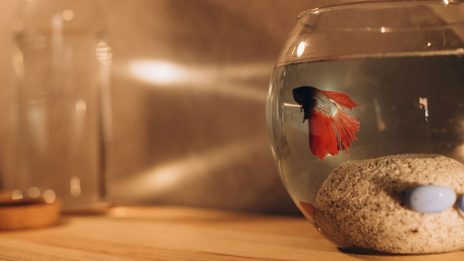 betta betta