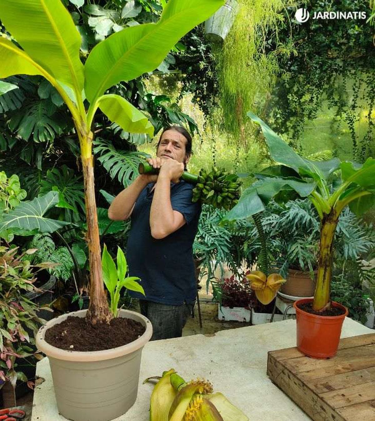 Musa basjoo musa dwarf cavendish