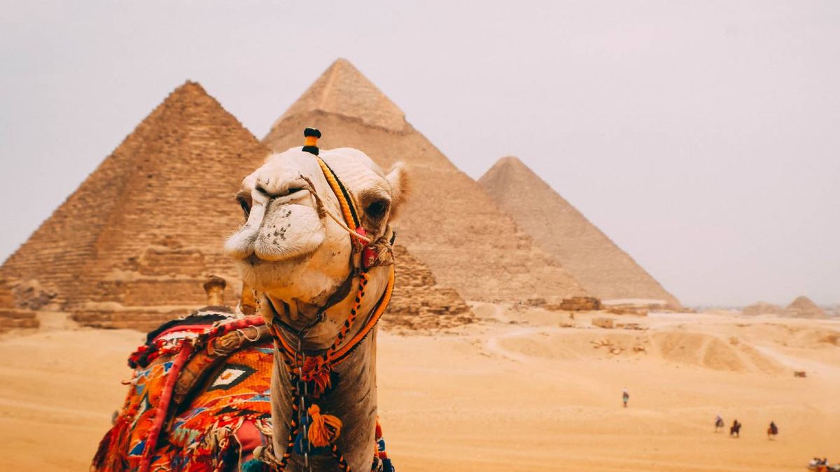 ¿Qué hay en Marruecos, camellos o dromedarios?