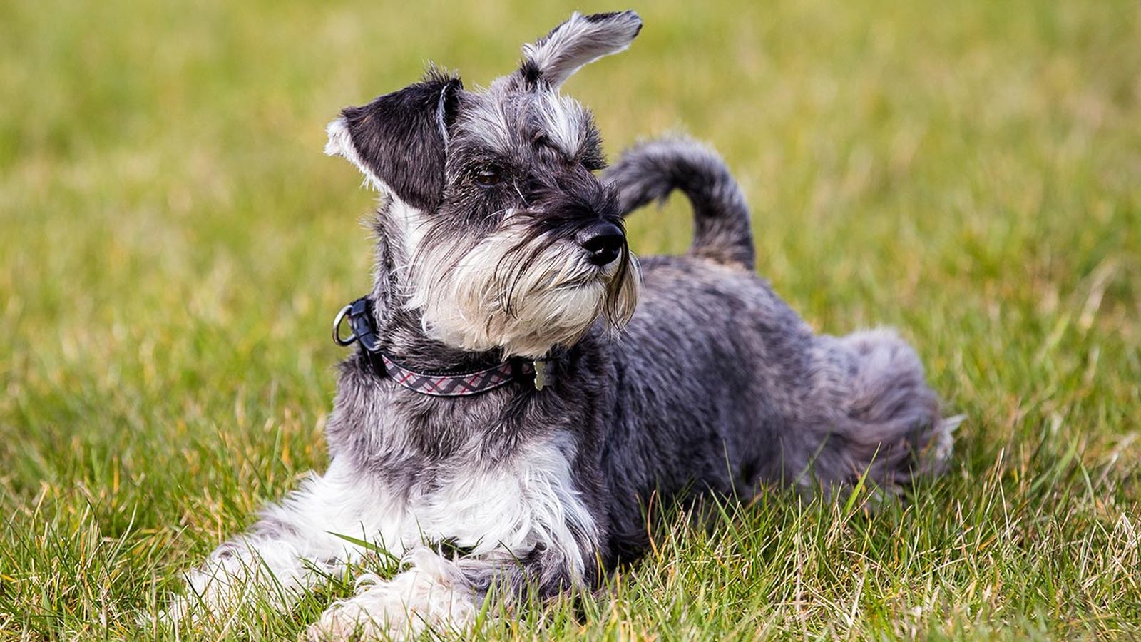 schnauzer enano 2 schnauzer enano 2