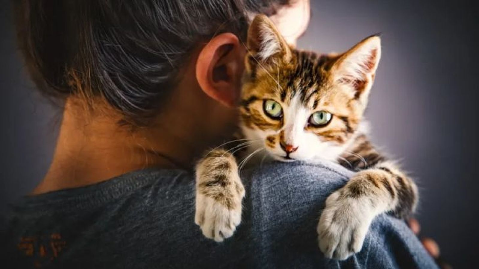 frases de gatos 1 frases de gatos 1