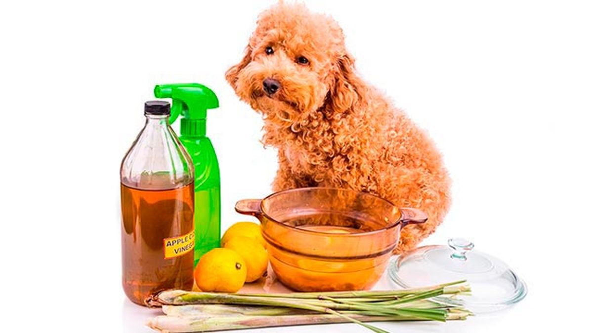 repelentes caseros contra pulgas garrapatas 4