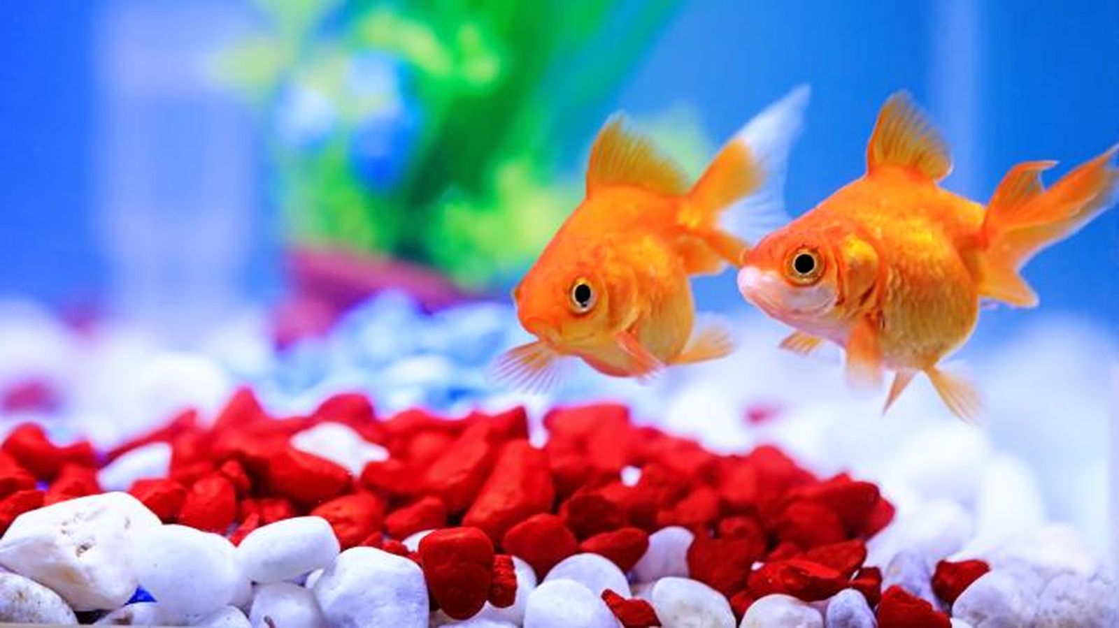 como duermen los peces 6