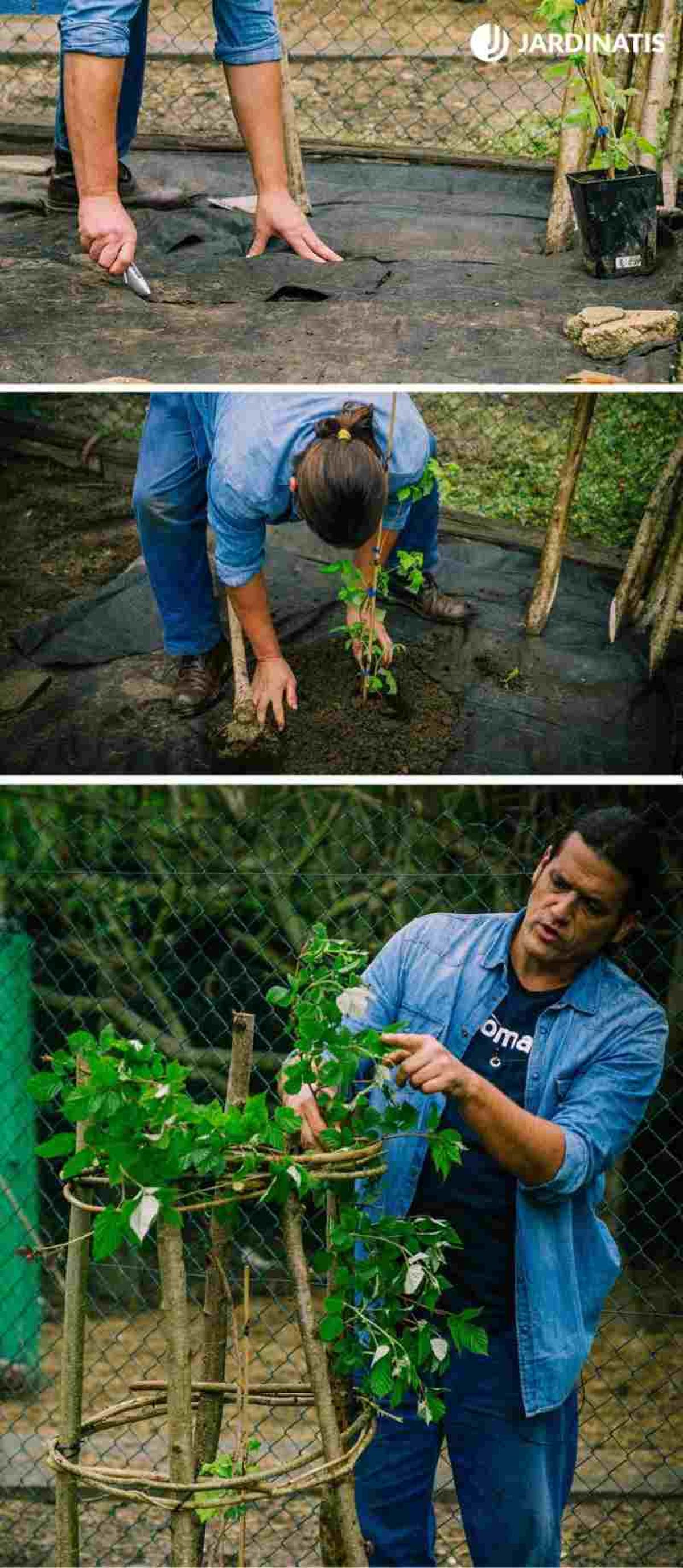 Paso a paso de la plantación en el jardín