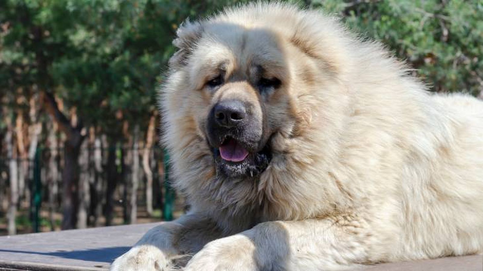 En Pastor del Caúcaso es una mascota perfecta para familias activas En Pastor del Caúcaso es una mascota perfecta para familias activas