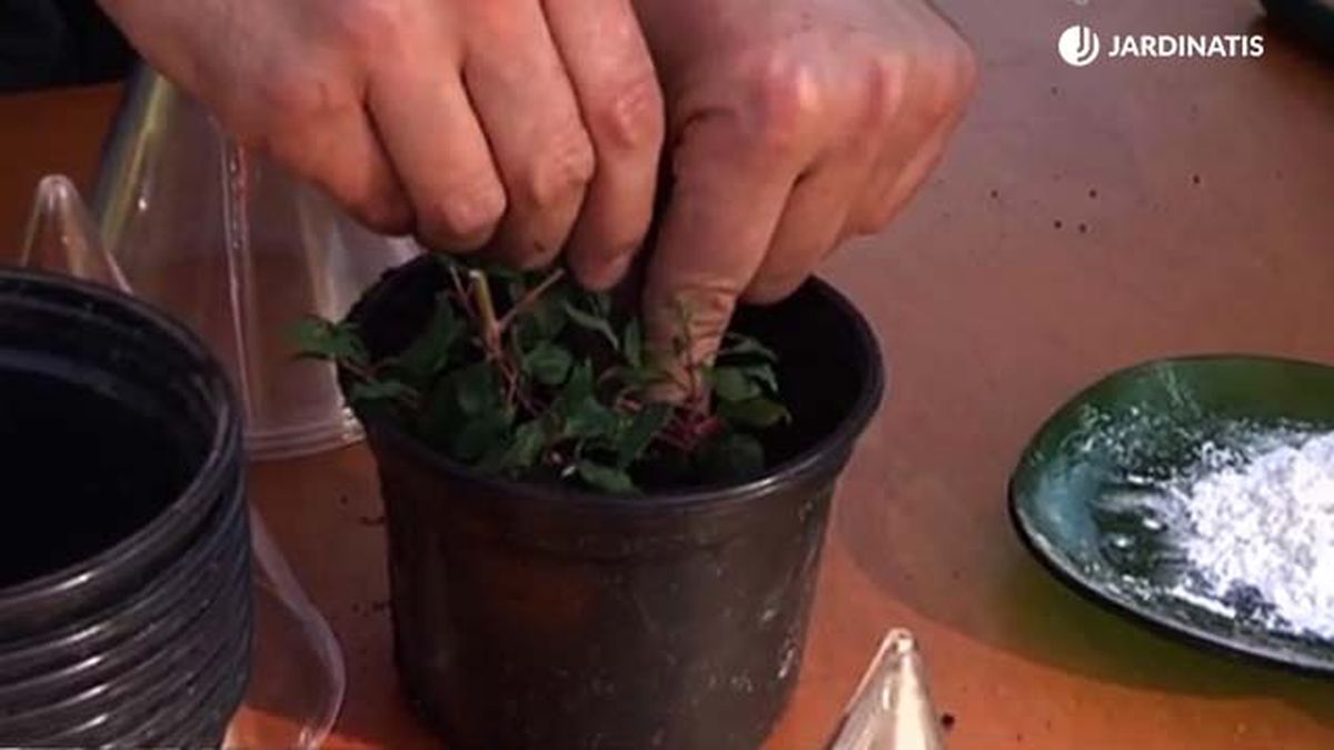 brico 724 como reproducir pendientes reina esquejes hormona de enraizamiento