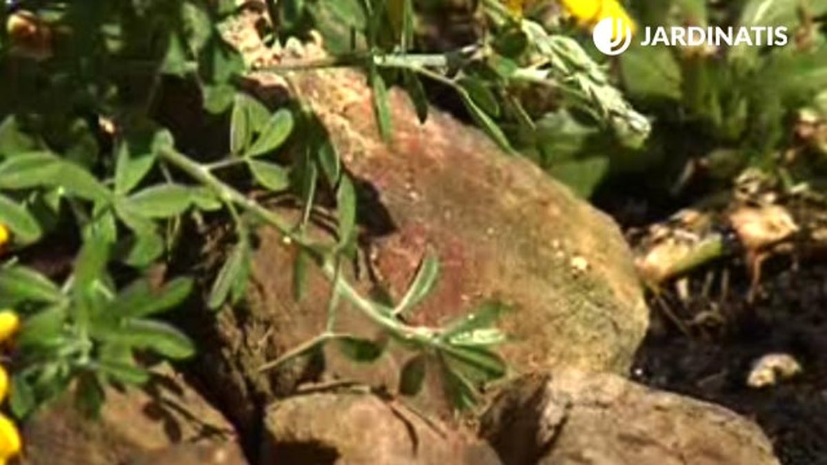 plantacion de la genista en el jardin rocalla p2