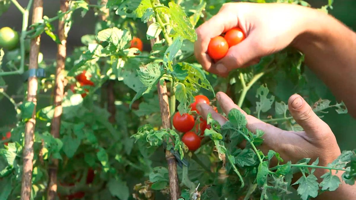 bric0962 3 resultado injerto tomatera patatera tomatera cherrys
