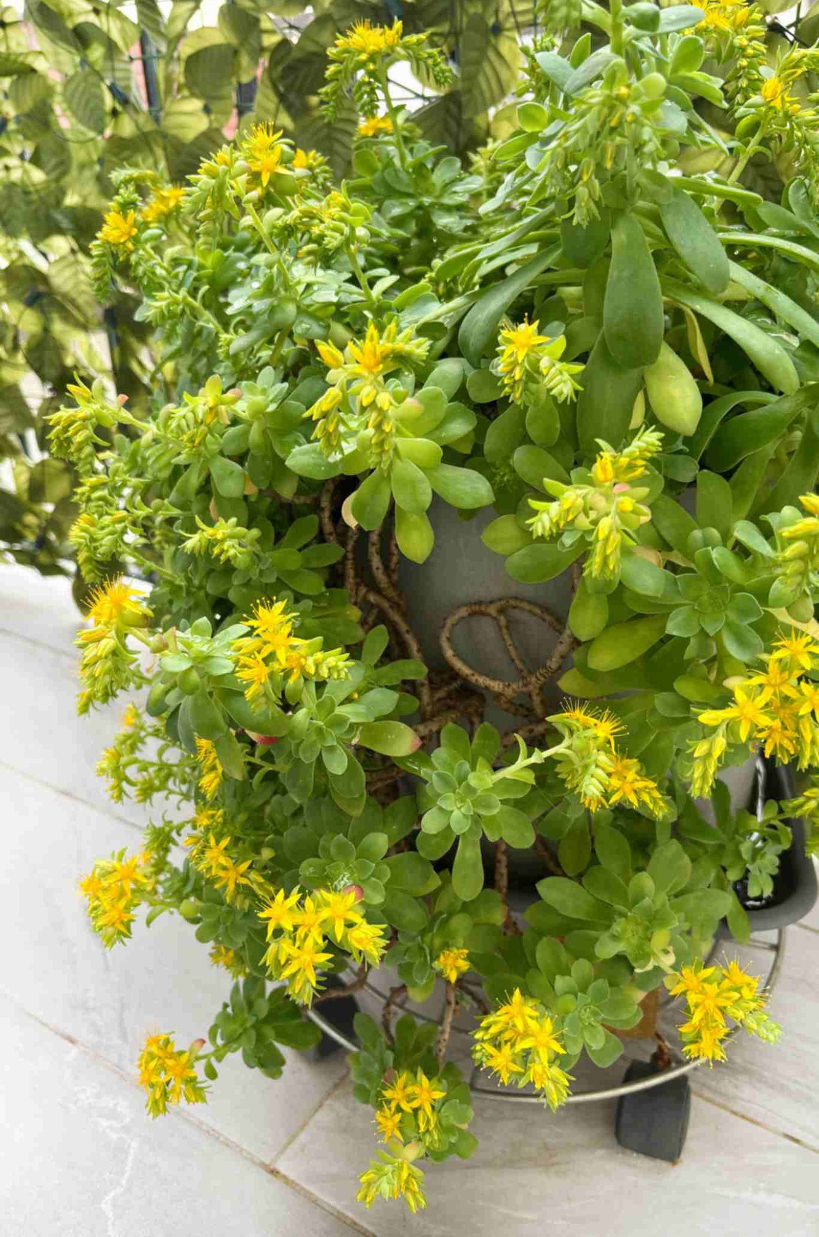 Sedum Palmeri. Sedum Palmeri.