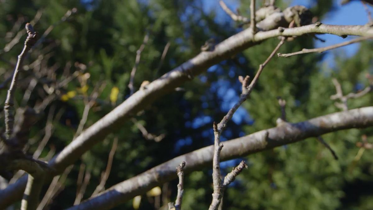 brico jardin 895 como proteger frutales en invierno insectos chupadores