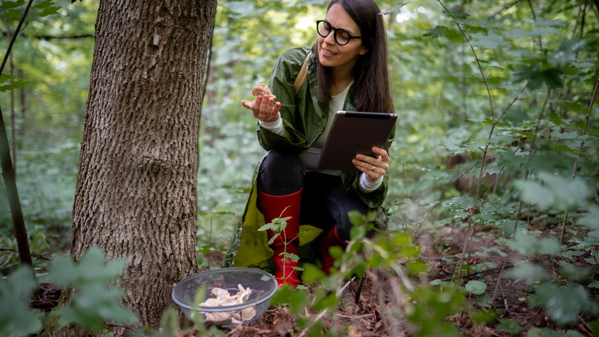 Hay que conocer muy bien cada tipo de seta para evitar sustos