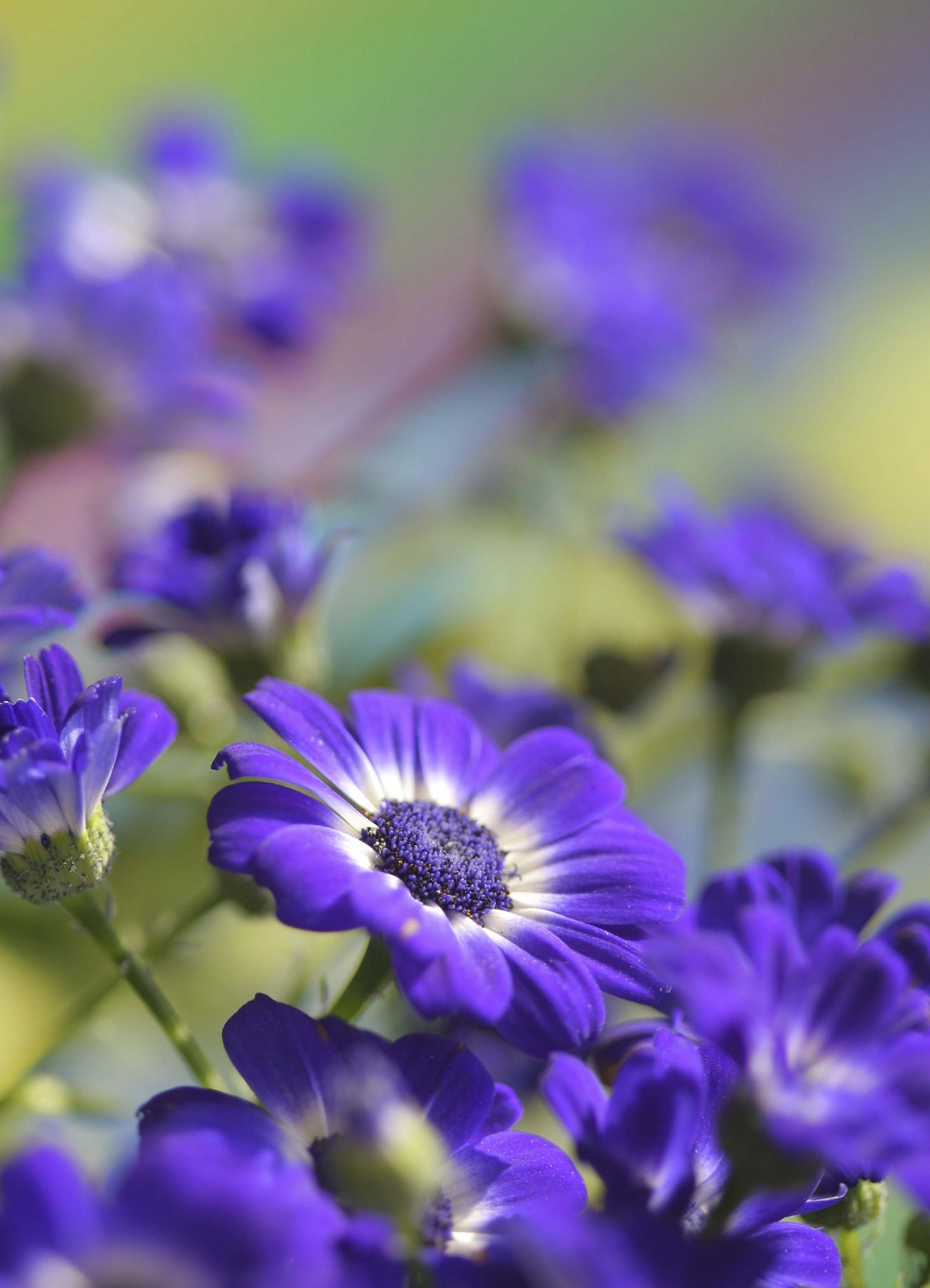 cineraria morada