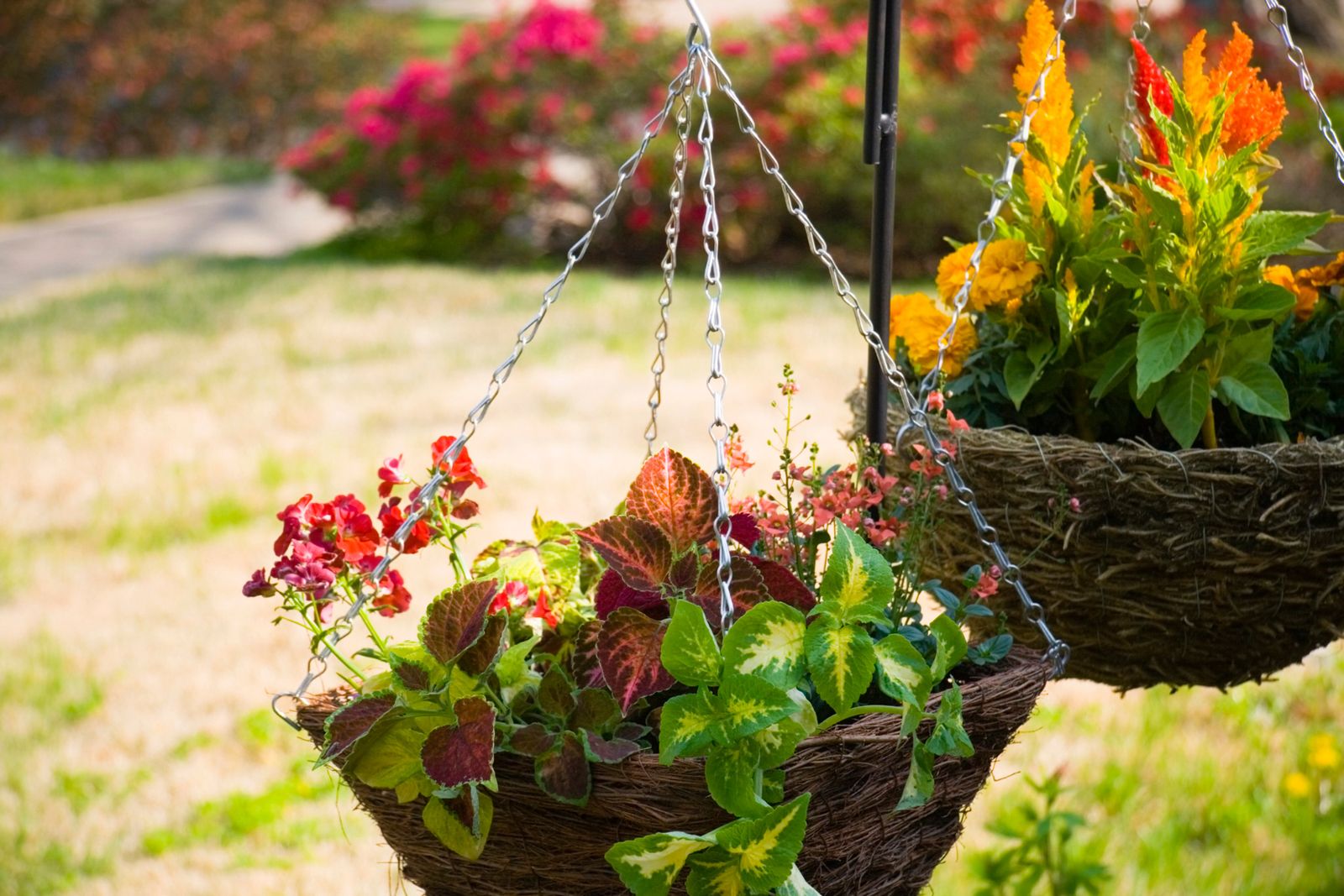 plantas colgantes xl
