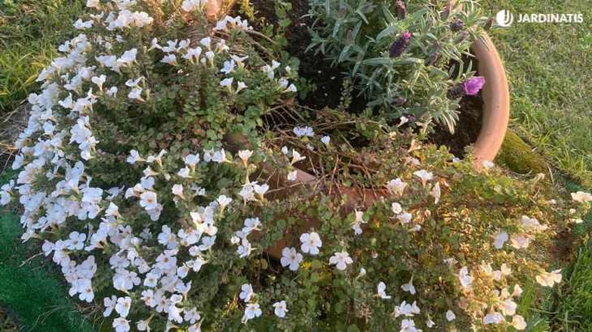 Bacopa de flores blancas