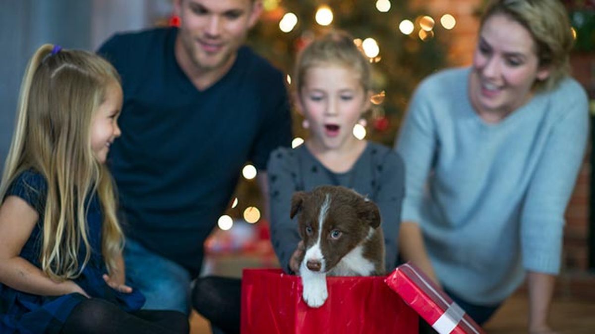 Procura que se adapte a su nuevo hogar.