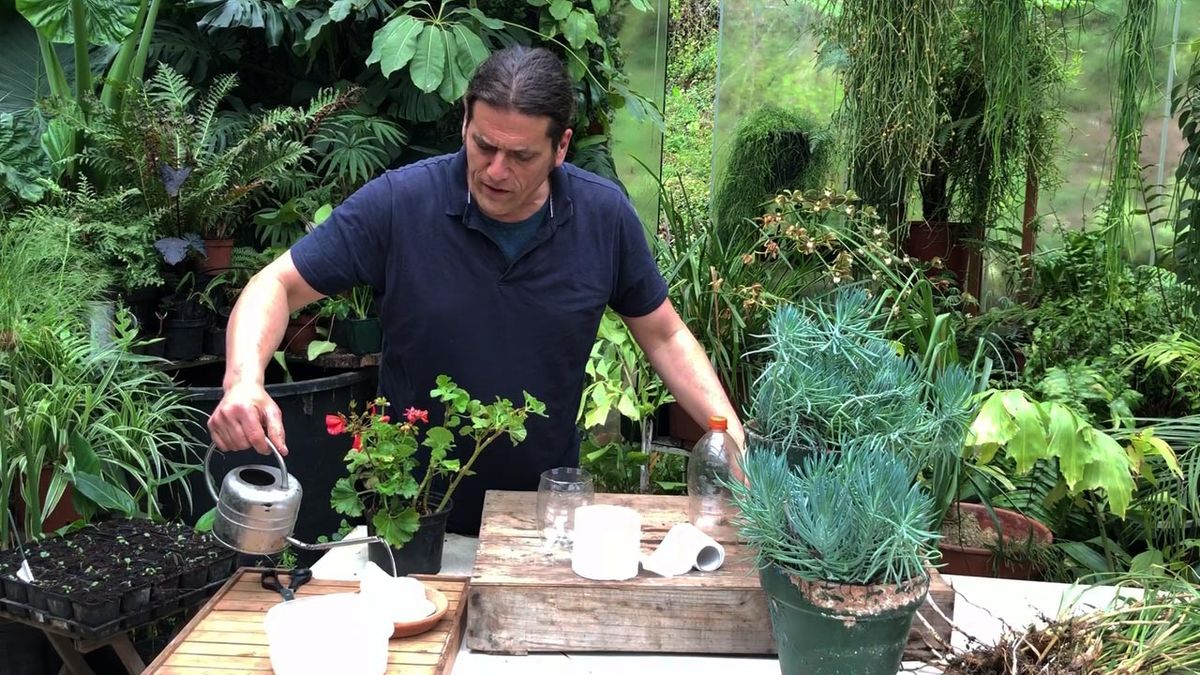 como esquejar con papel higienico paso 3