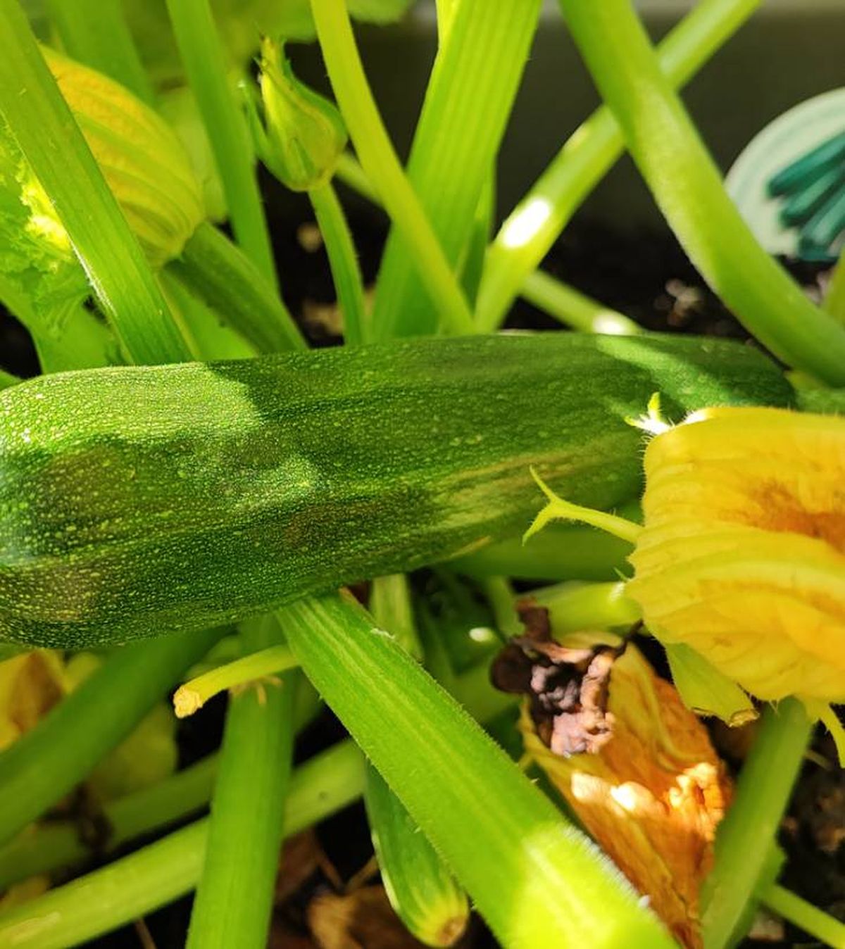 sembrar calabacin en abril