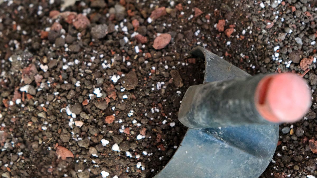 Si las raíces no encuentran humedad, priorizan quedarse en la superficie para absorber el agua del riego