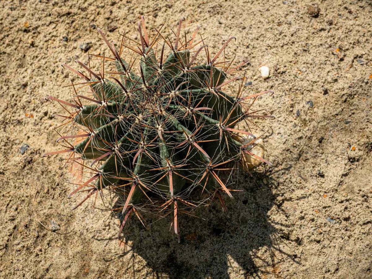 Cactus en el desierto.