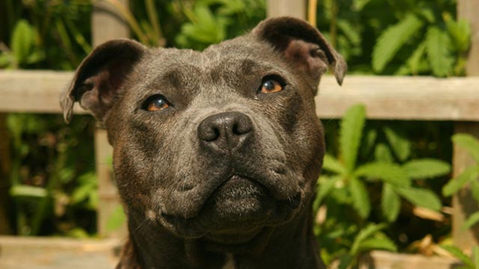 staffie staffie