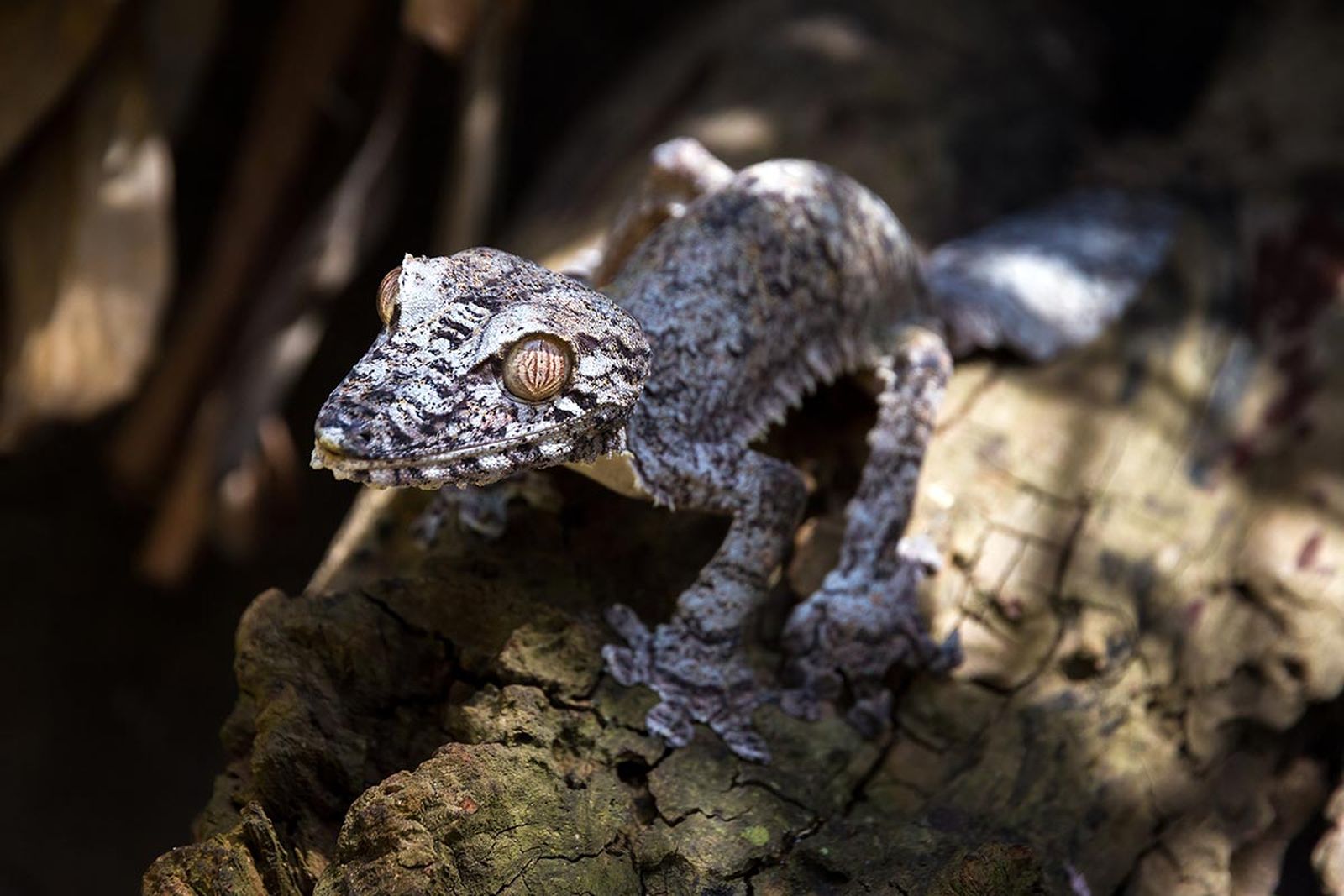 reptiles gecko cola de hoja5 reptiles gecko cola de hoja5