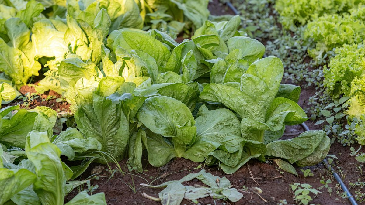 Las espinacas toleran muy bien los cambios de temperatura