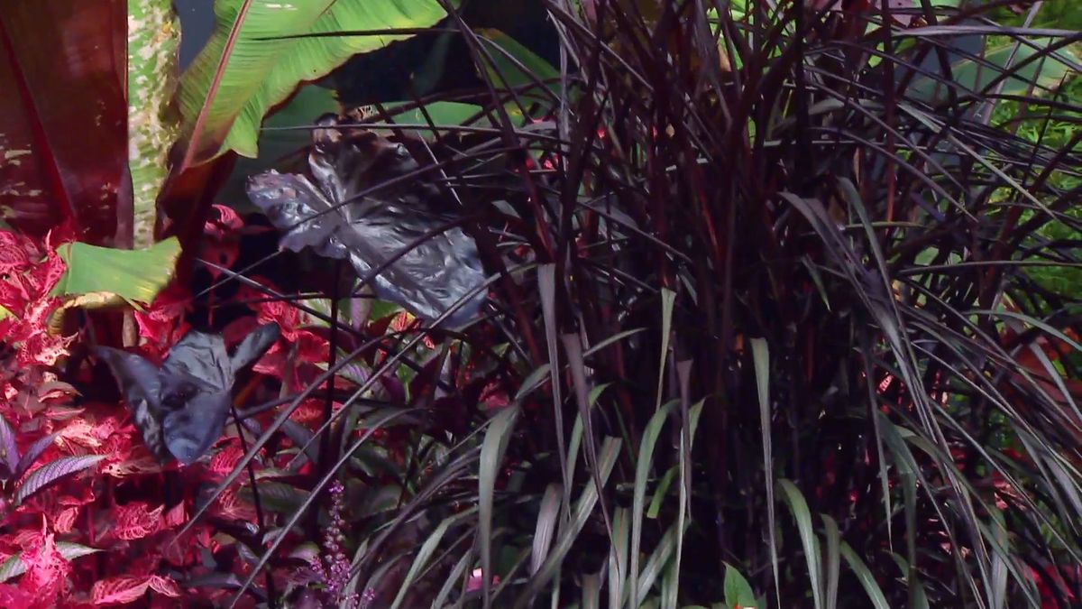 deco 0669 composicion floral rosas negros alegria alocasia penisetum vertigo