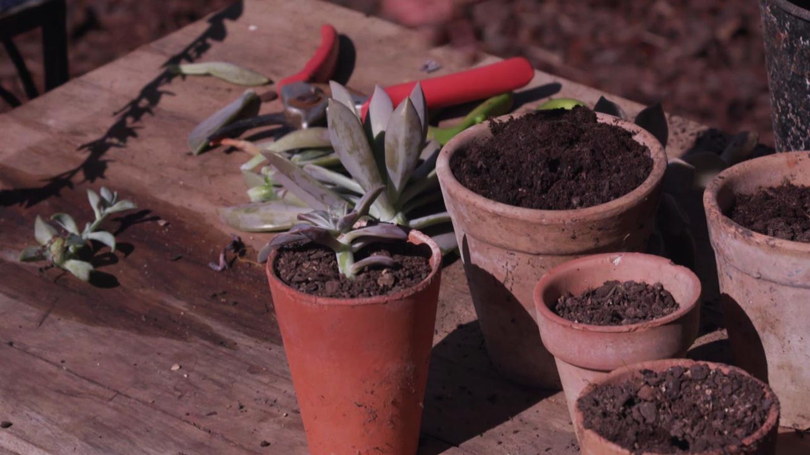 brico 1007 jardin multiplicar plantas por esqueje brico 1007 jardin multiplicar plantas por esqueje