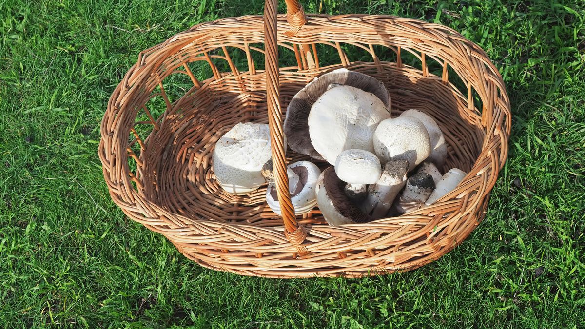 España es una de los mejores zonas para recolectar setas