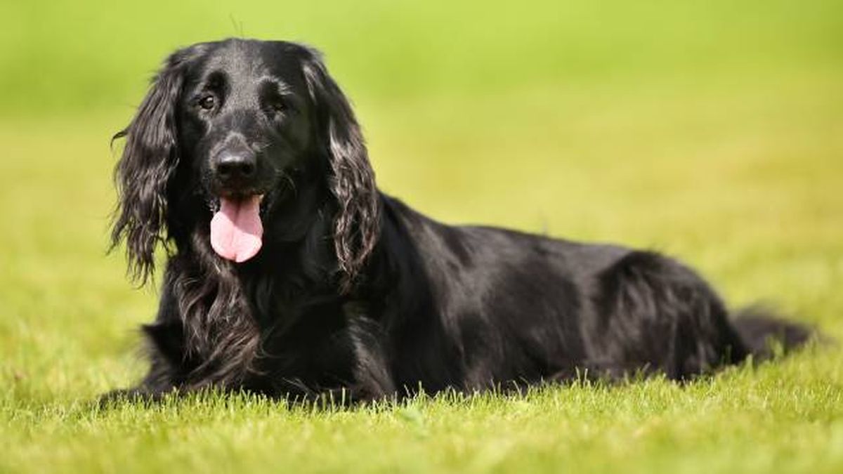 nombres para perros negros raza Flat Coated Retriever