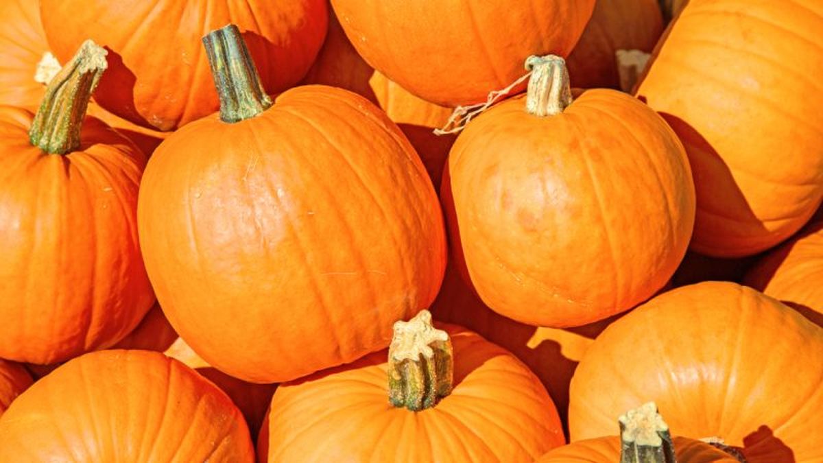 Calabazas cucúrbita máxima