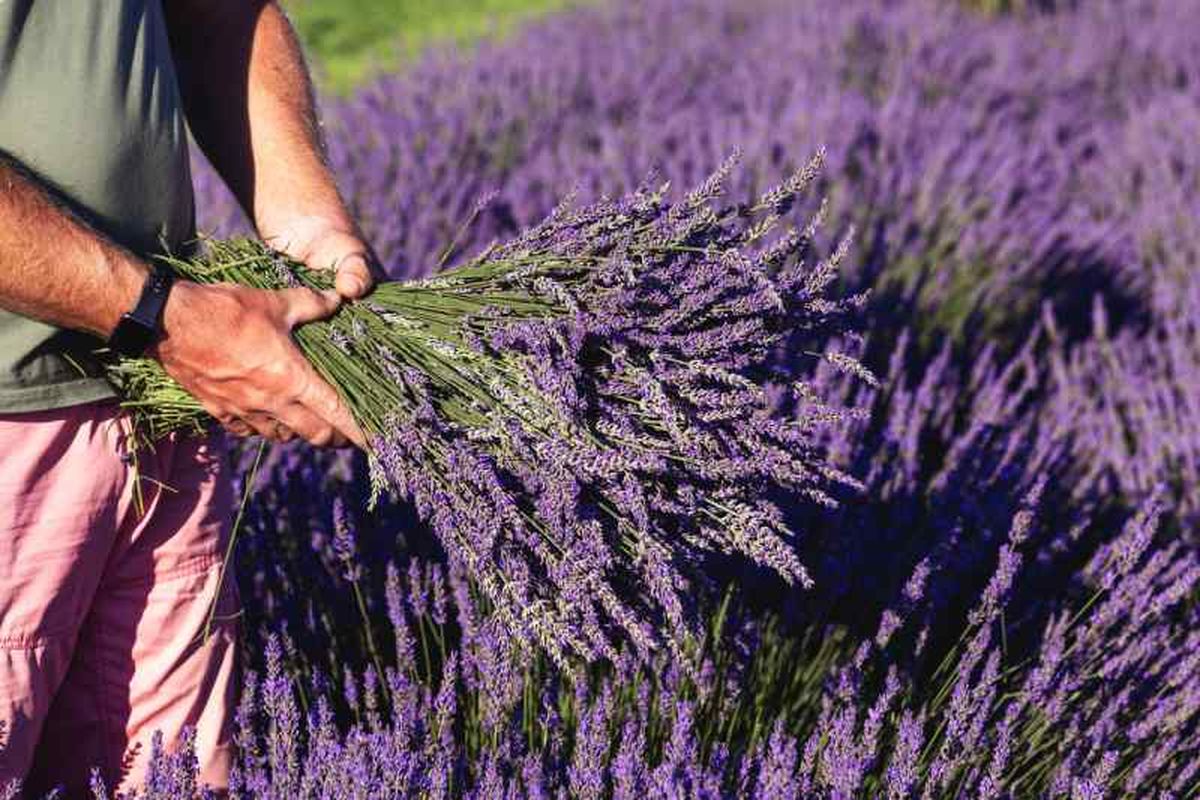 La lavanda aporta frescura, pureza y calma