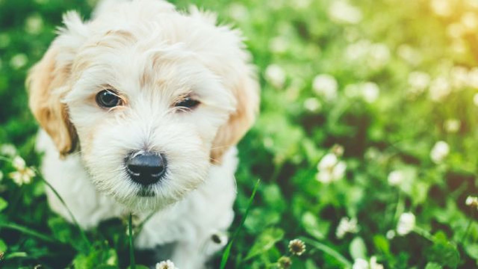 bichon maltes 1 bichon maltes 1