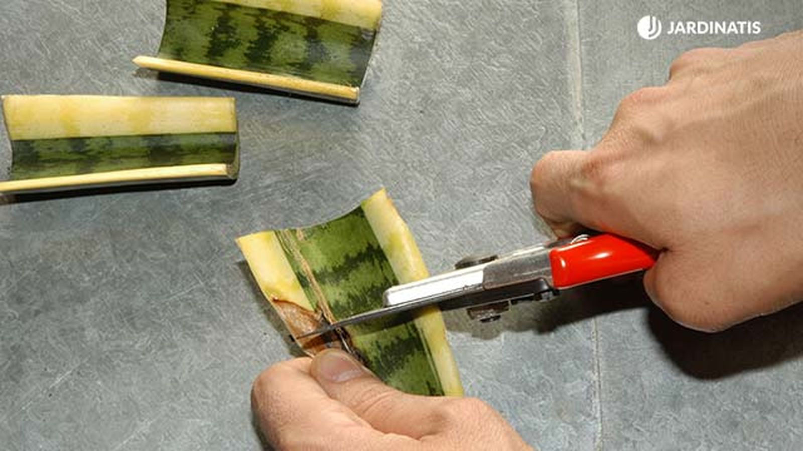 Plantar y reproducir sansevieria o lengua de tigre cortar Plantar y reproducir sansevieria o lengua de tigre cortar