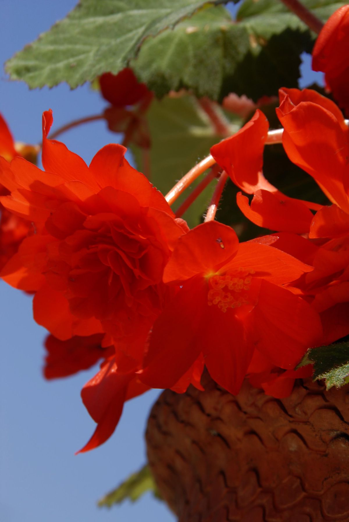 deko 0250 jardineria decorar terraza begonia alegria flor begonia tuberosa
