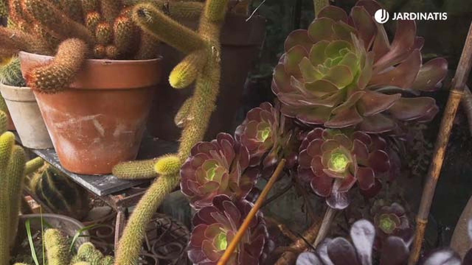 Aeonium habitual coleccion inigo segurola Aeonium habitual coleccion inigo segurola